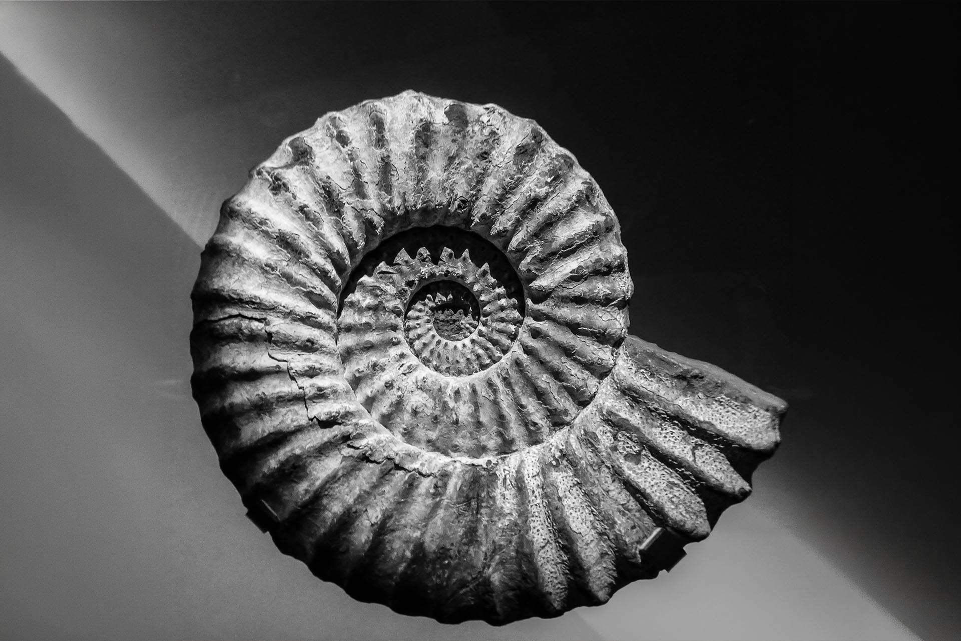 Ammonite Fossil