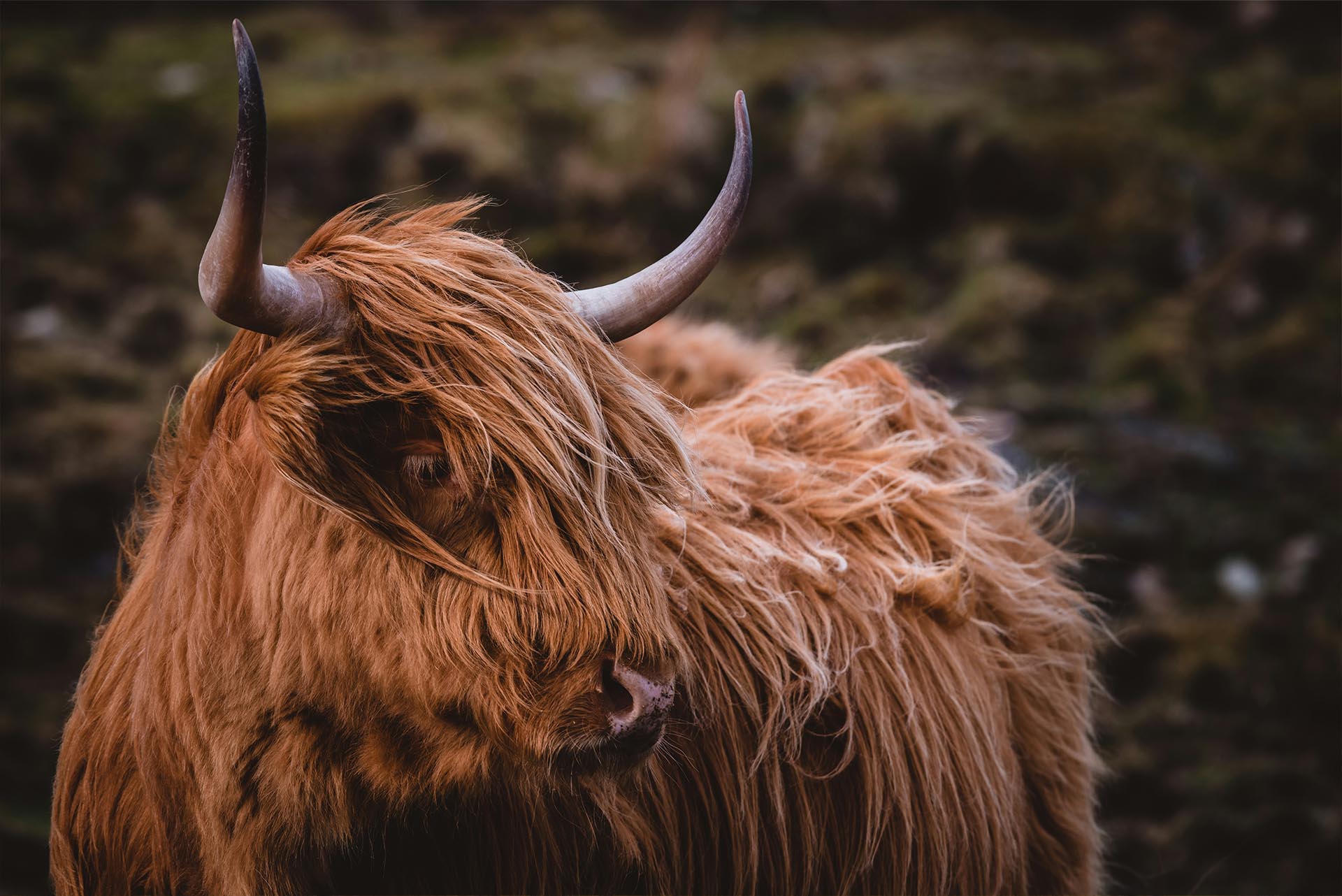 Highland Cow Skye Highland Cow Skye